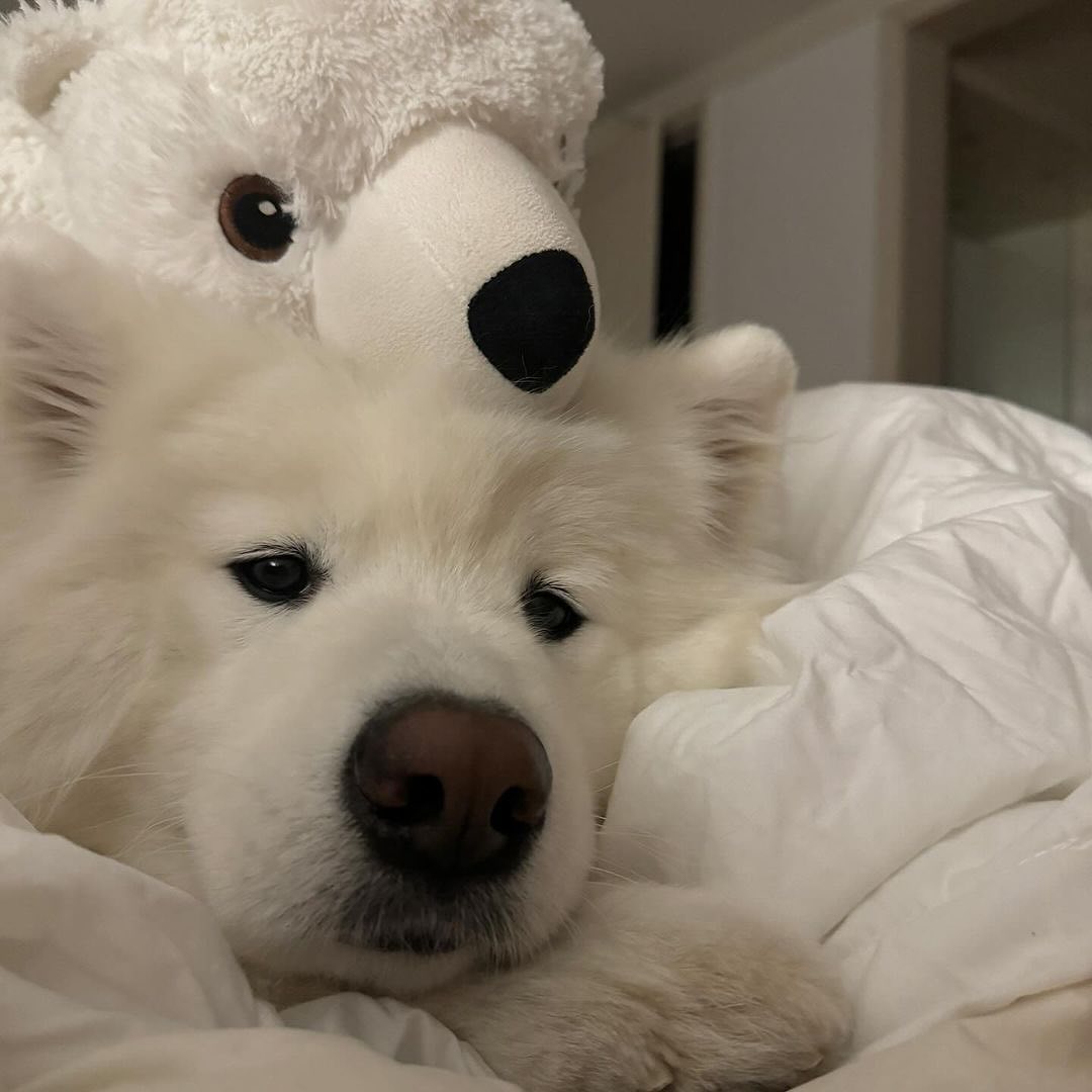 dogs so cute that could save the world (@dogssaveworld) on Twitter photo 