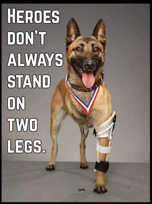 HEROES DON'T ALWAYS STAND ON TWO LEGS. 🐶 🏅