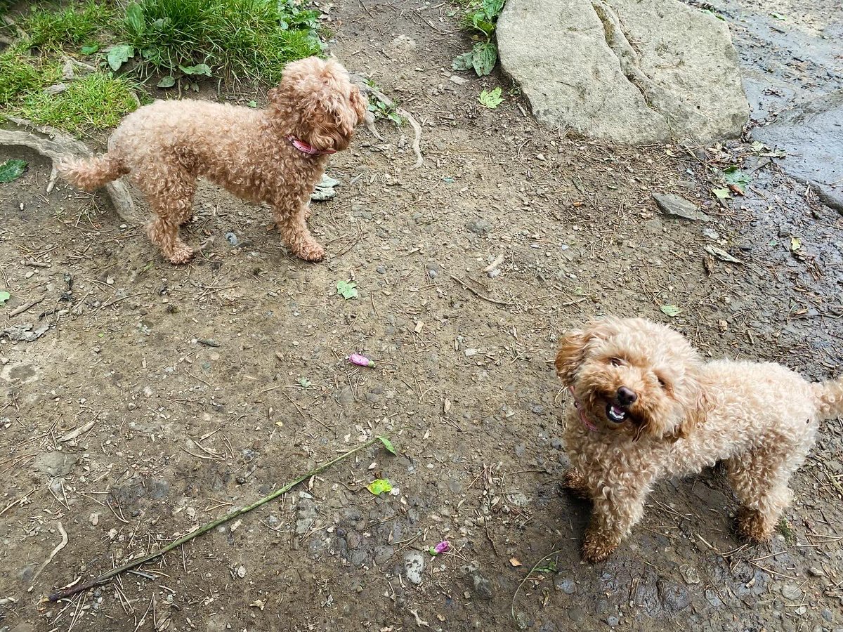 iangovernance's tweet photo. All in all a very lovely day with these 3. Spoke to so many people and felt so much better than I have done in a long time 🐾🐕‍🦺🐩 https://t.co/v44EU5ZXgn