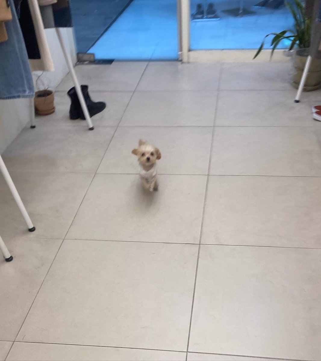 Anne77Che's tweet image. I love to go this place because of this lil guy. He's my lil darling. 💕