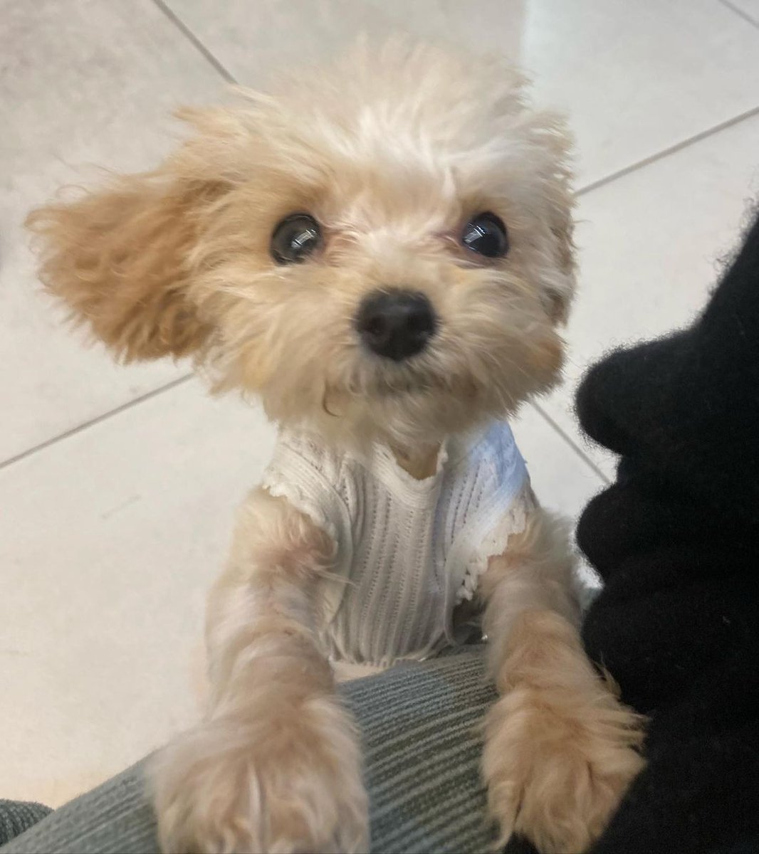 Anne77Che's tweet image. I love to go this place because of this lil guy. He's my lil darling. 💕