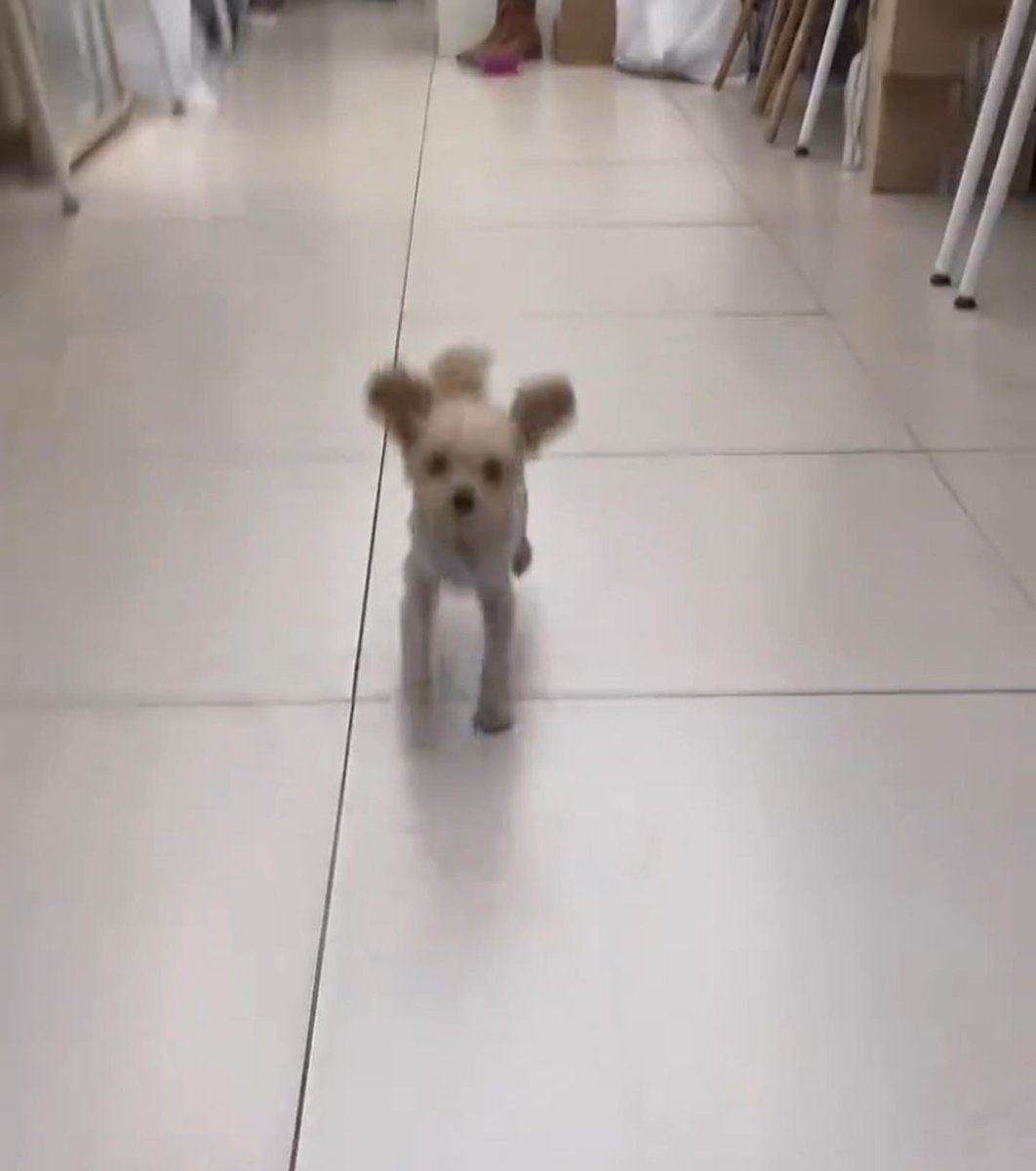 Anne77Che's tweet image. I love to go this place because of this lil guy. He's my lil darling. 💕