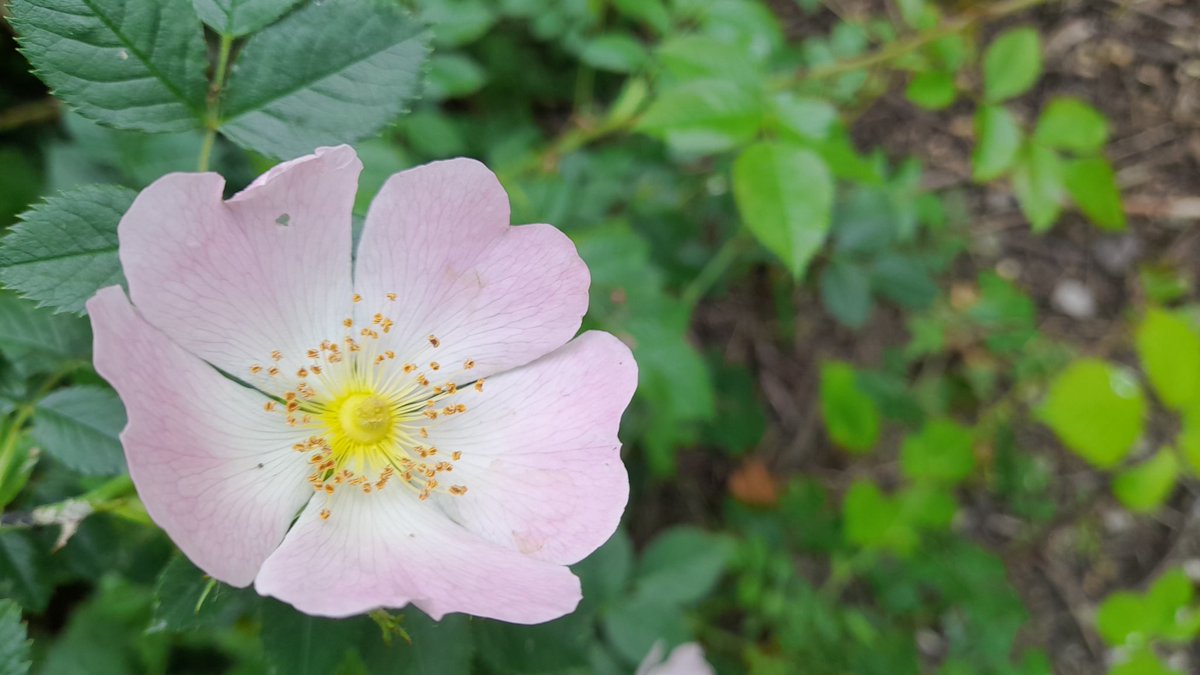 Two sweet smelling flowers Elderflower (Sambucus nigra) and Dog rose (Rosa canina) #StinkyPlants #wildflowerhour