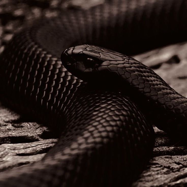 ✦ 𝓖𝓞𝓞𝓓﹠𝐄𝐕𝐈𝐋 ✦ 🦢3ᴅ ʀᴏʟ ! tweet media