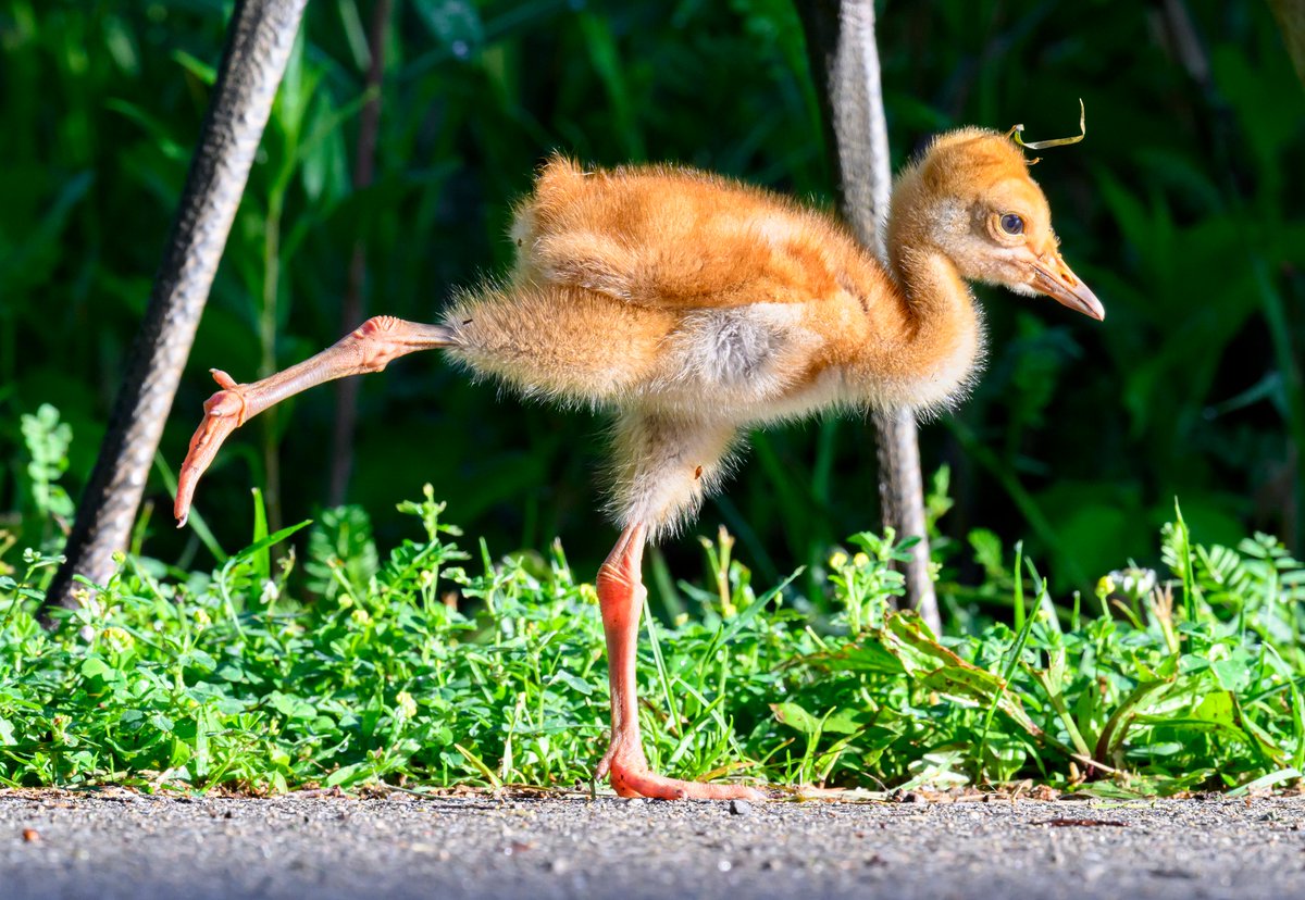 JocAPhotography's tweet photo. A variation of Warrior 3 yoga pose by a Sandhill Crane colt https://t.co/MdKRIfZTQJ