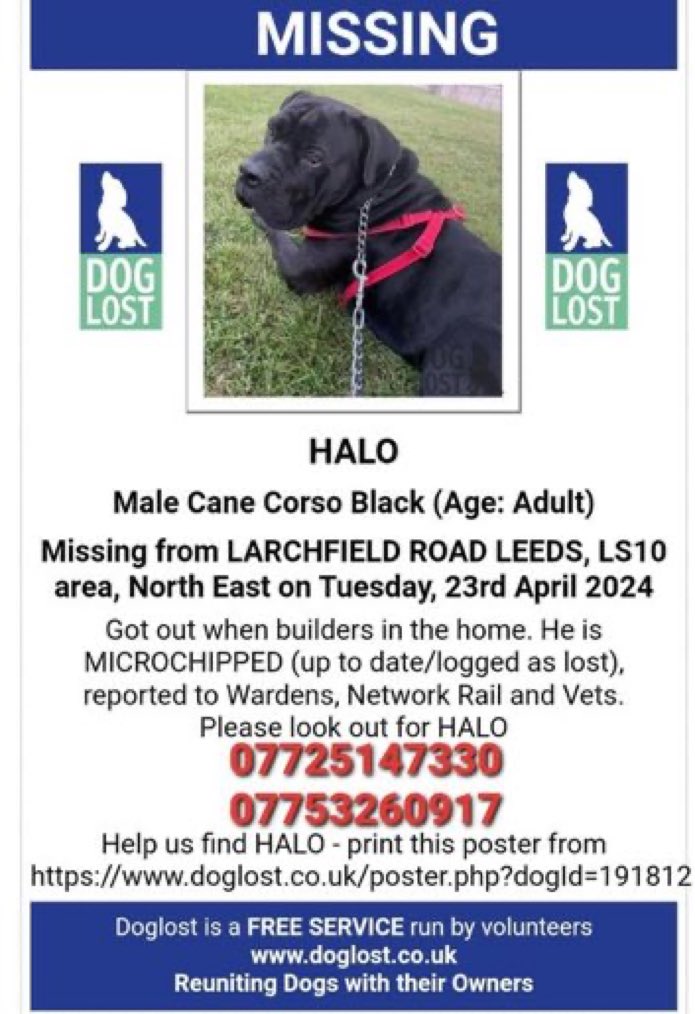 LisaClareRead2's tweet image. Have you seen Halo?
He was deliberately stolen from Larchfield Road Ind. Estate, #Leeds  LS10 on Tuesday 23rd April 2024
He’s a black #CaneCorso and is chipped. 
Please share and make him 
 #toohottohandle !!
⬇️⬇️

doglost.co.uk/dog-blog.php?d…

#StolenDogHour #missingdog #NorthEast