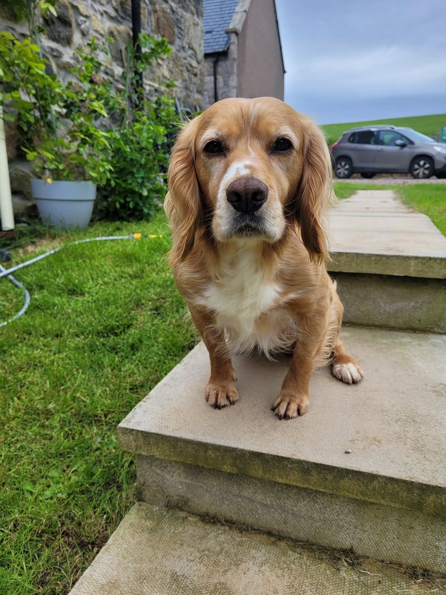 GGundogs's tweet photo. Mum.. how long is one more day? Because one more day and hamish guy gets a carrot again #TeethOut #CarrotFanatic https://t.co/qbh4yFKyRX