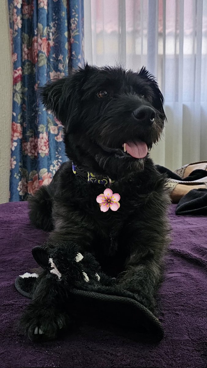 Nyu_umi's tweet photo. Hola amigos soy Perlita! 
Gracias a todos los que leyeron mi historia y ayudaron a recuperarme, pensé que nadie vería lo hermosa que soy porque antes estaba enfermita, pero mírenme!✨
Mi familia vió más allá de todo y me adoptaron!🥹
Soy muy feliz, me aman y las amo con todo mi❤️ https://t.co/MetbyBt7ZI
