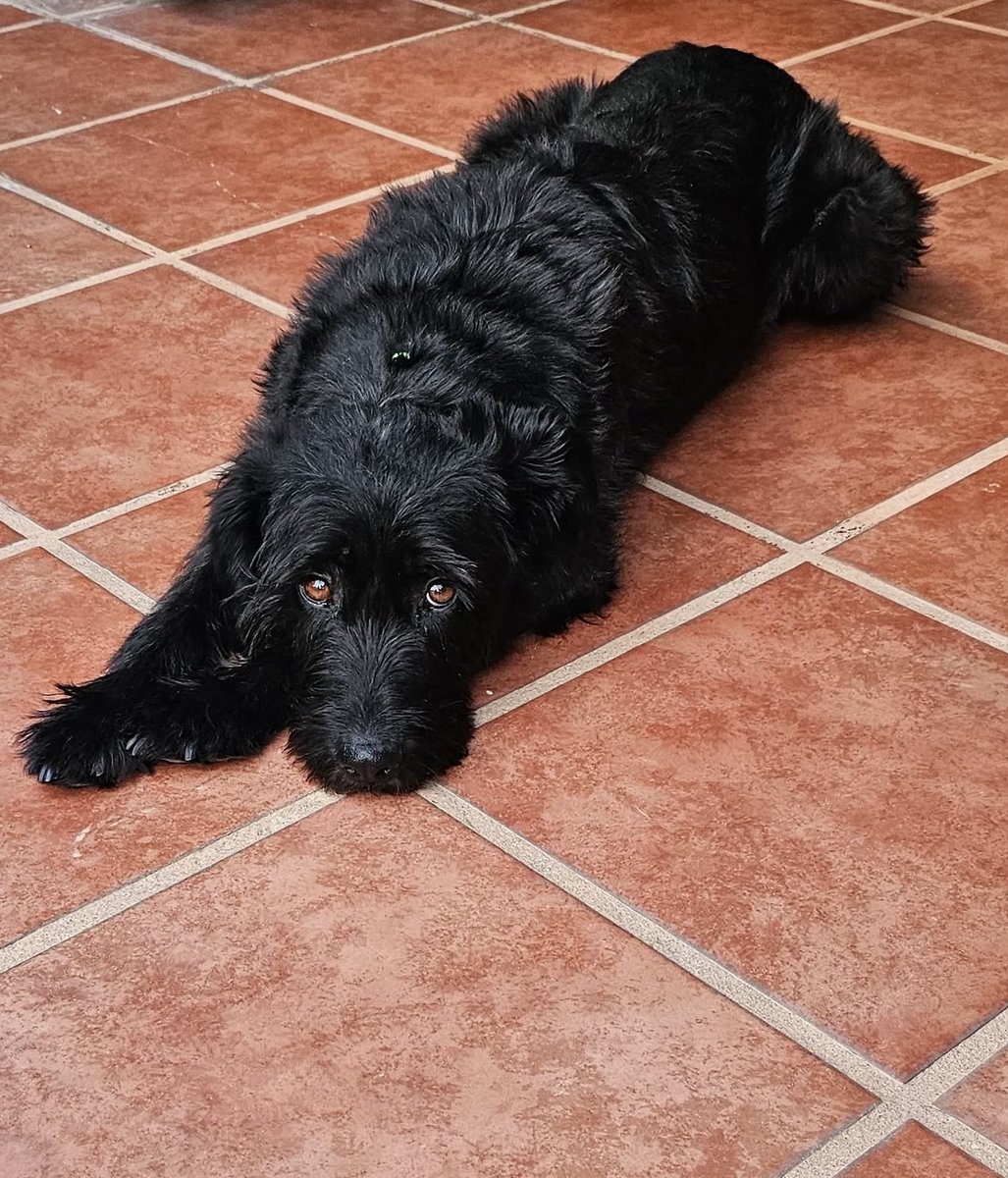 Nyu_umi's tweet photo. Hola amigos soy Perlita! 
Gracias a todos los que leyeron mi historia y ayudaron a recuperarme, pensé que nadie vería lo hermosa que soy porque antes estaba enfermita, pero mírenme!✨
Mi familia vió más allá de todo y me adoptaron!🥹
Soy muy feliz, me aman y las amo con todo mi❤️ https://t.co/MetbyBt7ZI