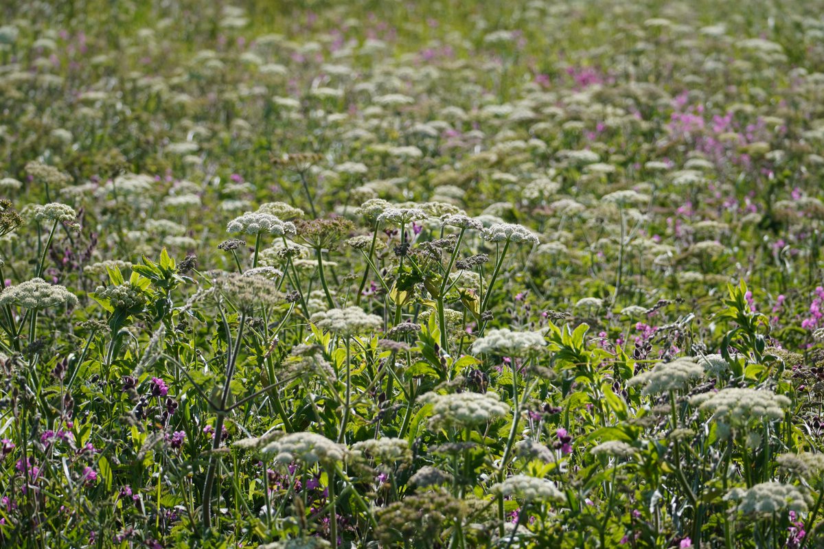 JnnyHarris's tweet photo. Assaulted by strong smells from both directions @Bempton_Cliffs this week. On one side of the path, nesting #seabirds. On the other, an ocean of Hogweed. ๐ฎโ๐จ๐ @wildflower_hour #WildflowerHour #stinkyplants #bemptonpuffin #puffins https://t.co/jYwKS2A45o