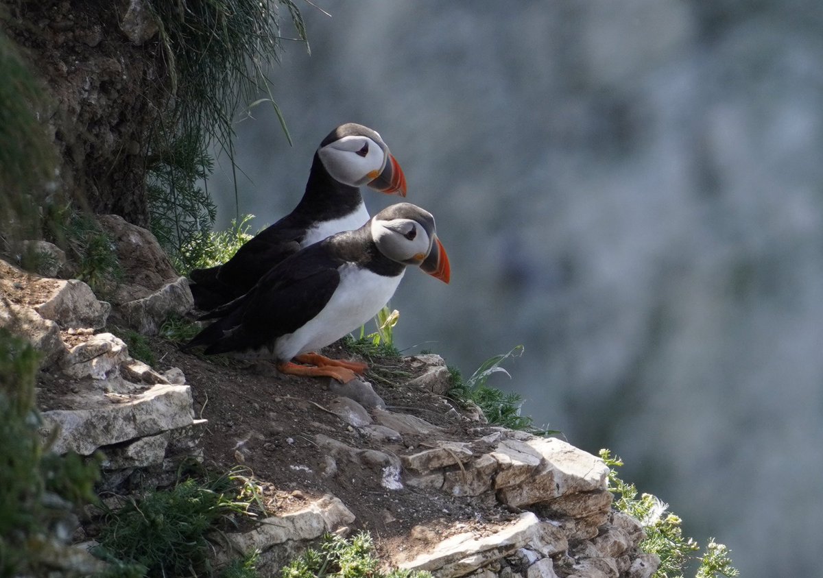 JnnyHarris's tweet photo. Assaulted by strong smells from both directions @Bempton_Cliffs this week. On one side of the path, nesting #seabirds. On the other, an ocean of Hogweed. ๐ฎโ๐จ๐ @wildflower_hour #WildflowerHour #stinkyplants #bemptonpuffin #puffins https://t.co/jYwKS2A45o