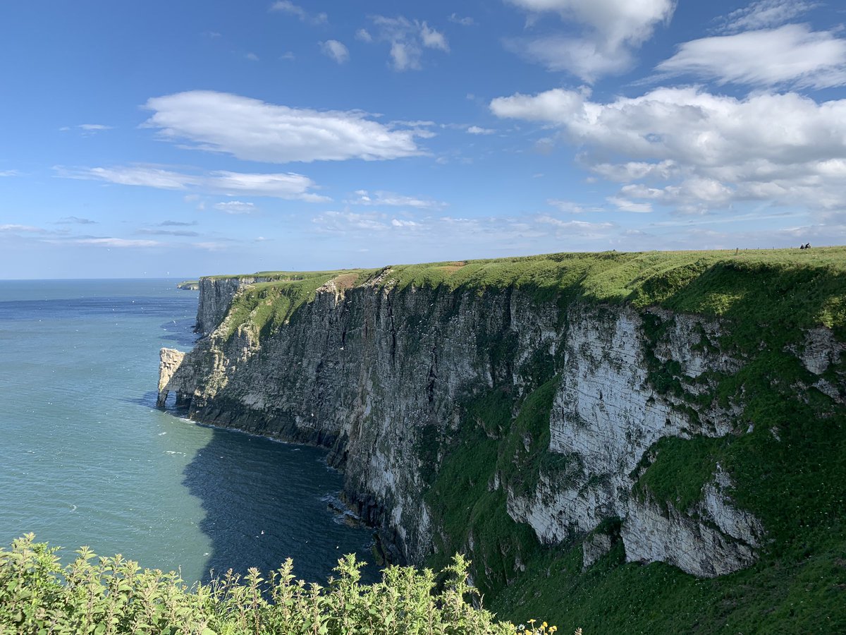 JnnyHarris's tweet photo. Assaulted by strong smells from both directions @Bempton_Cliffs this week. On one side of the path, nesting #seabirds. On the other, an ocean of Hogweed. ๐ฎโ๐จ๐ @wildflower_hour #WildflowerHour #stinkyplants #bemptonpuffin #puffins https://t.co/jYwKS2A45o