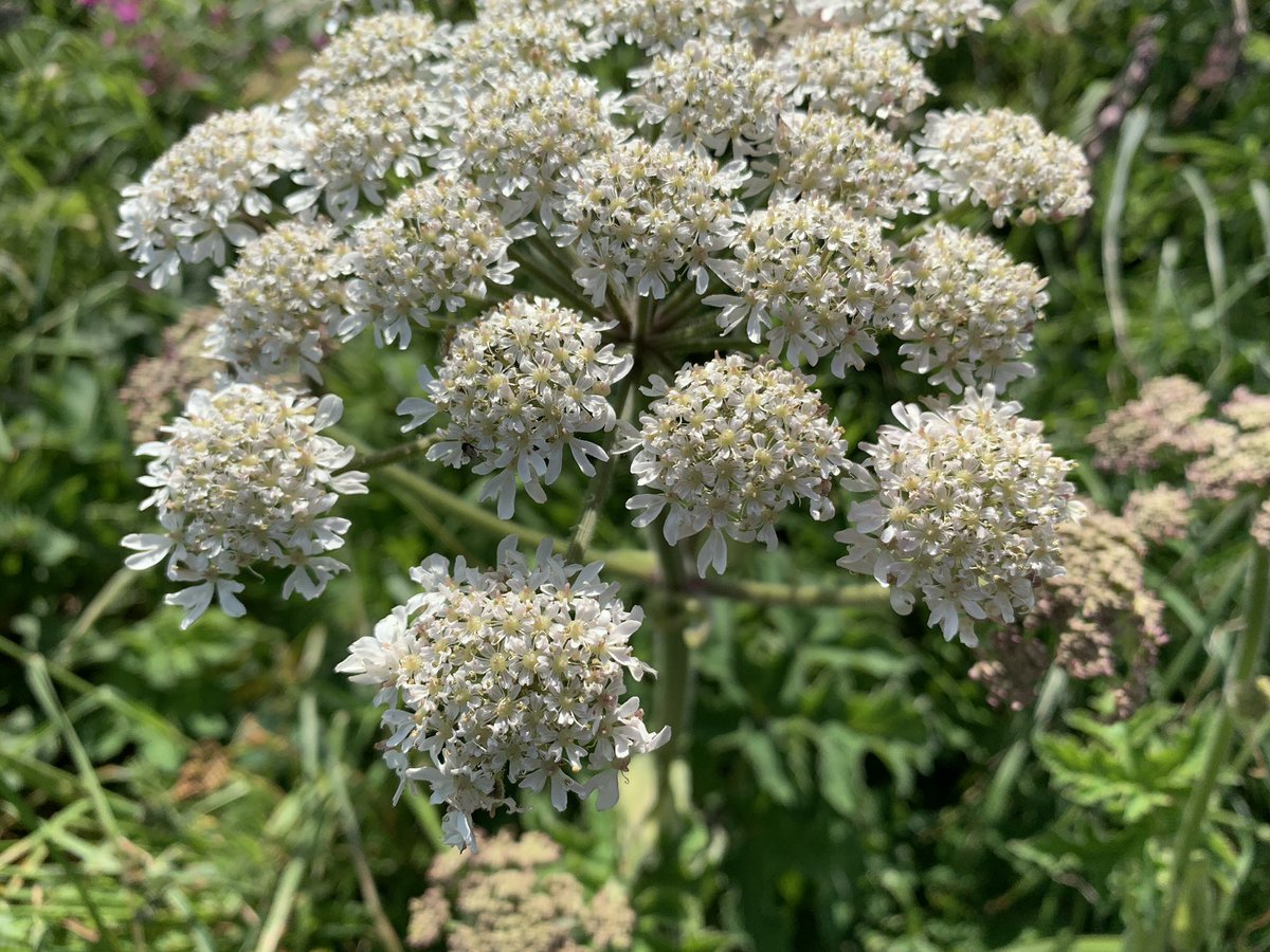 JnnyHarris's tweet photo. Assaulted by strong smells from both directions @Bempton_Cliffs this week. On one side of the path, nesting #seabirds. On the other, an ocean of Hogweed. ๐ฎโ๐จ๐ @wildflower_hour #WildflowerHour #stinkyplants #bemptonpuffin #puffins https://t.co/jYwKS2A45o