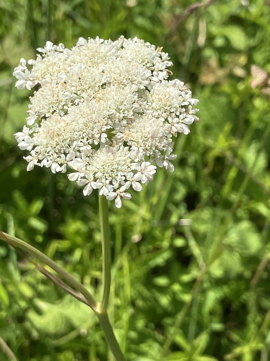 dogdoughty's tweet photo. #wildflowehour Corky-fruited Water-Dropwort, Baker Barracks, Thorney Island https://t.co/iAVBbR6qqc