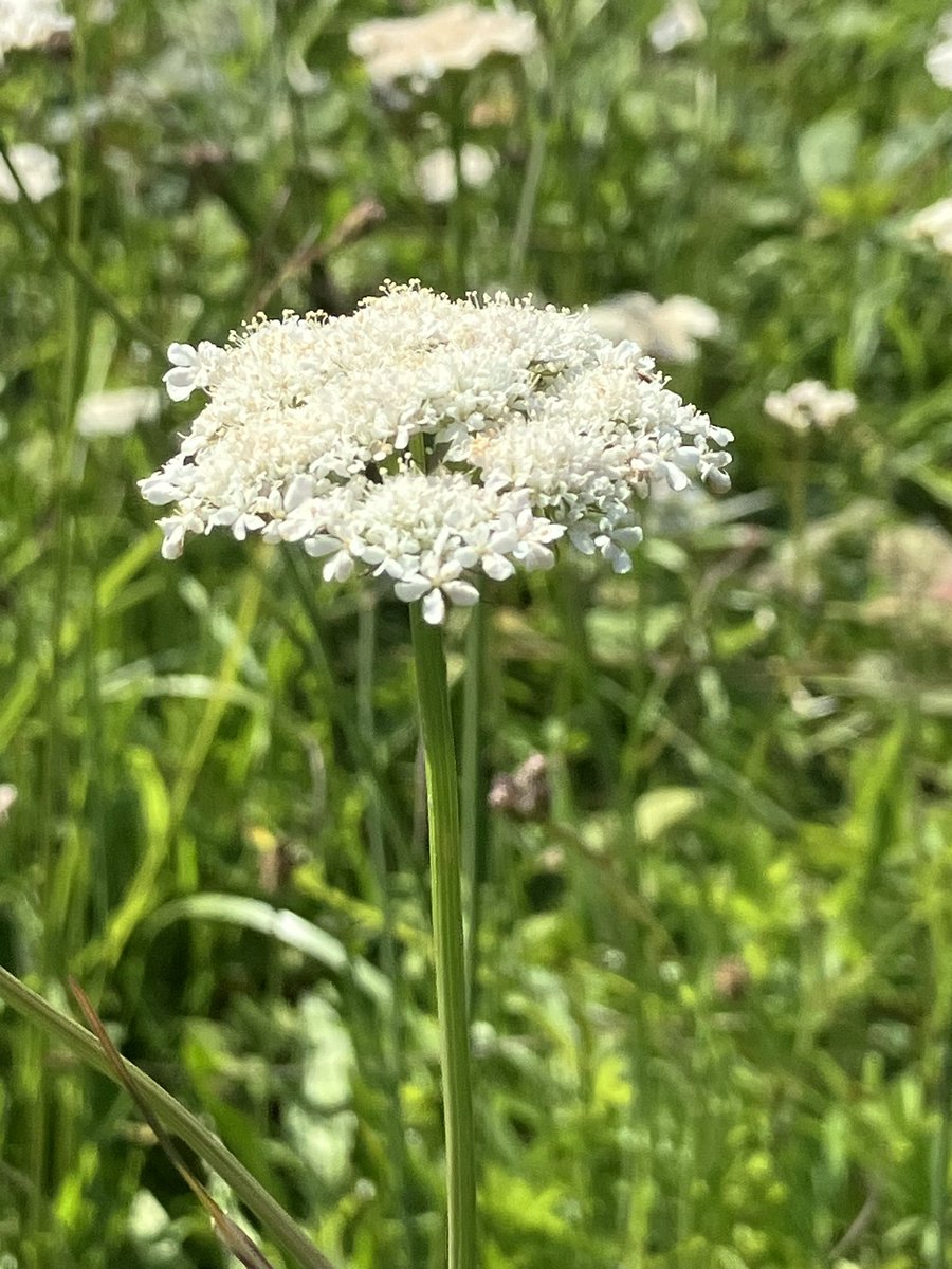 dogdoughty's tweet photo. #wildflowehour Corky-fruited Water-Dropwort, Baker Barracks, Thorney Island https://t.co/iAVBbR6qqc