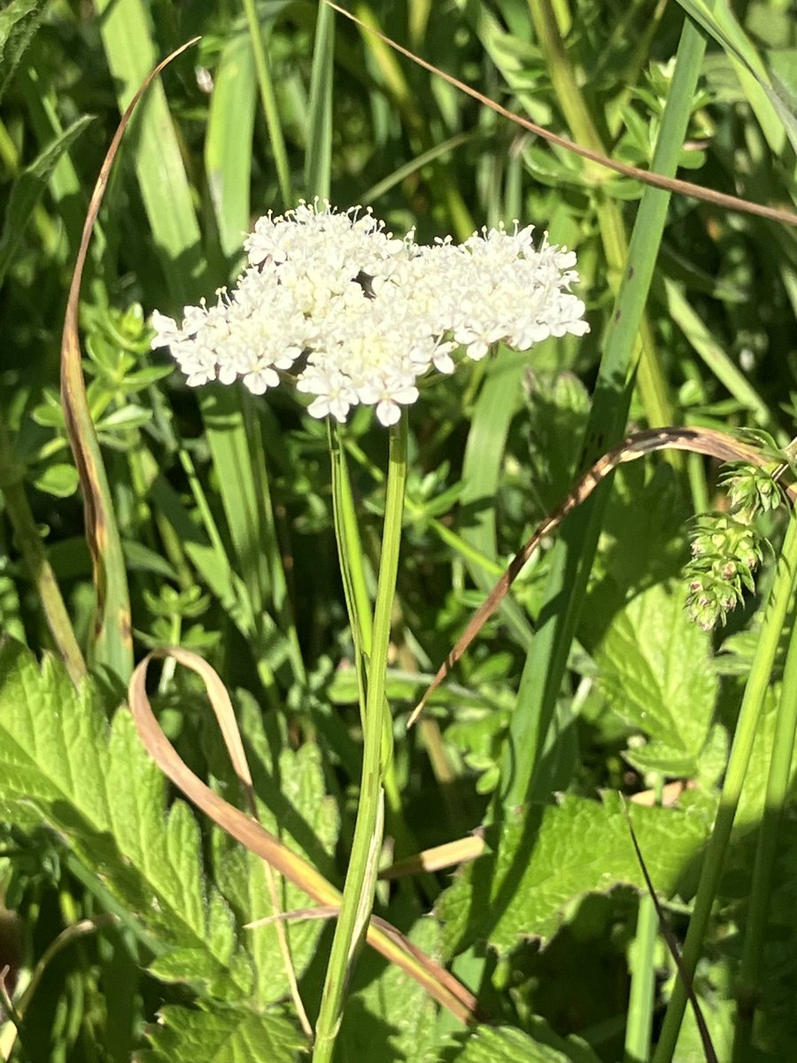 dogdoughty's tweet photo. #wildflowehour Corky-fruited Water-Dropwort, Baker Barracks, Thorney Island https://t.co/iAVBbR6qqc