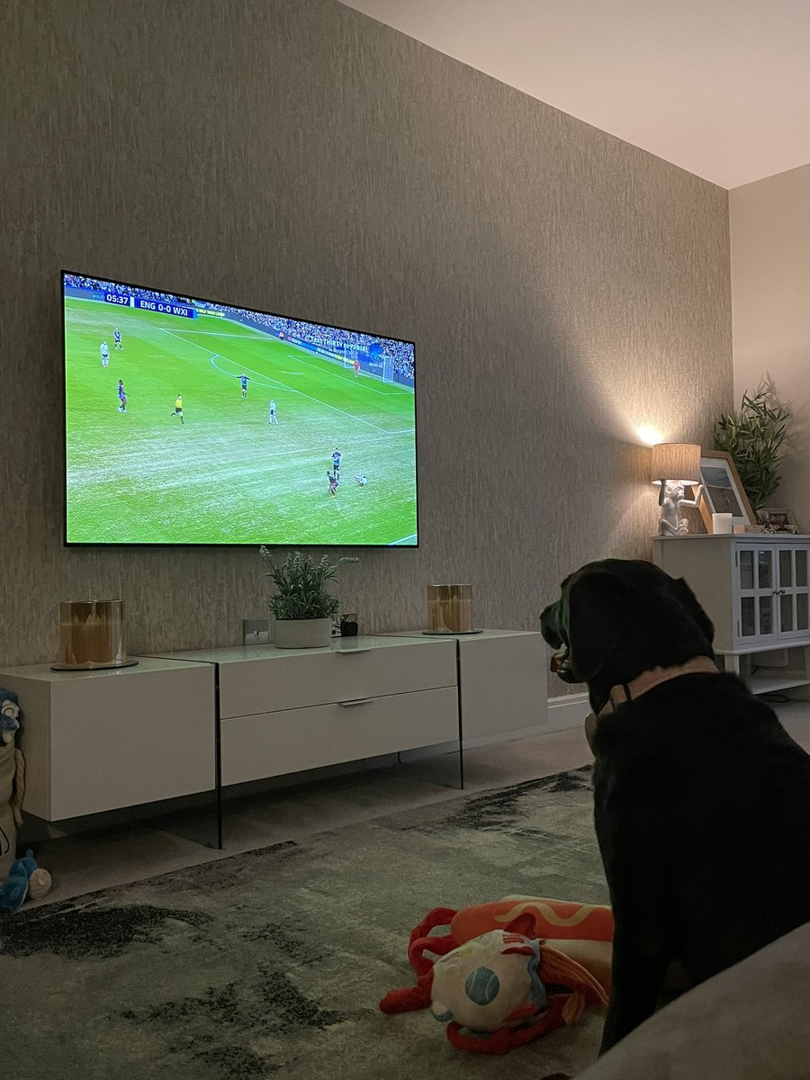 staceybarnes_'s tweet photo. Rosie is a huge fan of @socceraid 🐶🏴󠁧󠁢󠁥󠁮󠁧󠁿 #SoccerAid https://t.co/scfYuiQKS6