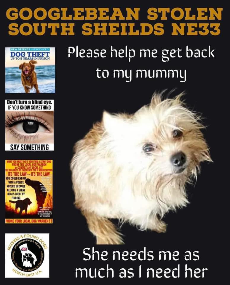 rosiedoc666's tweet photo. #StolenDogHour
GOOGLEBEAN #Stolen
#SouthShields #NE33
“Please help me back to my mummy
She needs me as much as I need her “
Taken near #TyneDock
https://t.co/1zWxrFqPAH
@HelpFindLucky @BitofDecorum @qu1ncey @RachaelB100 @vee_essex @MissingPetsGB @pettheftaware https://t.co/ohRoXw3tNO