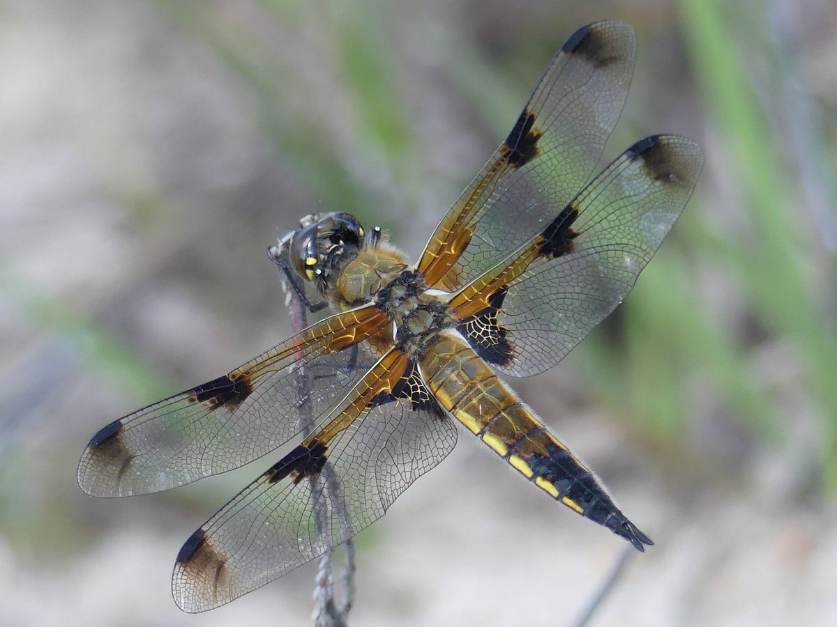 petepoach's tweet photo. Four-spotted Chaser appreciation post @BDSdragonflies https://t.co/AH6fODohbp