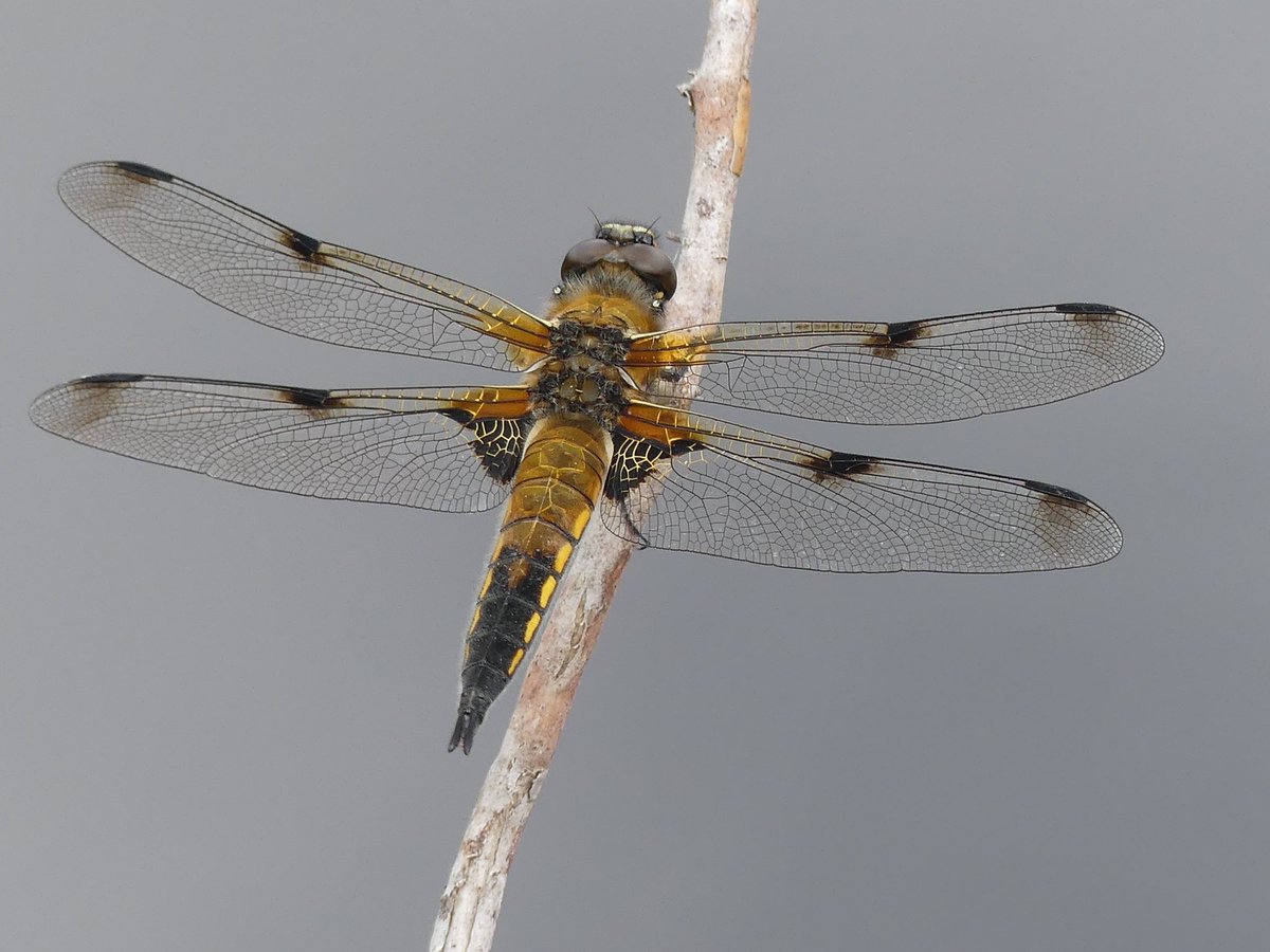 petepoach's tweet photo. Four-spotted Chaser appreciation post @BDSdragonflies https://t.co/AH6fODohbp