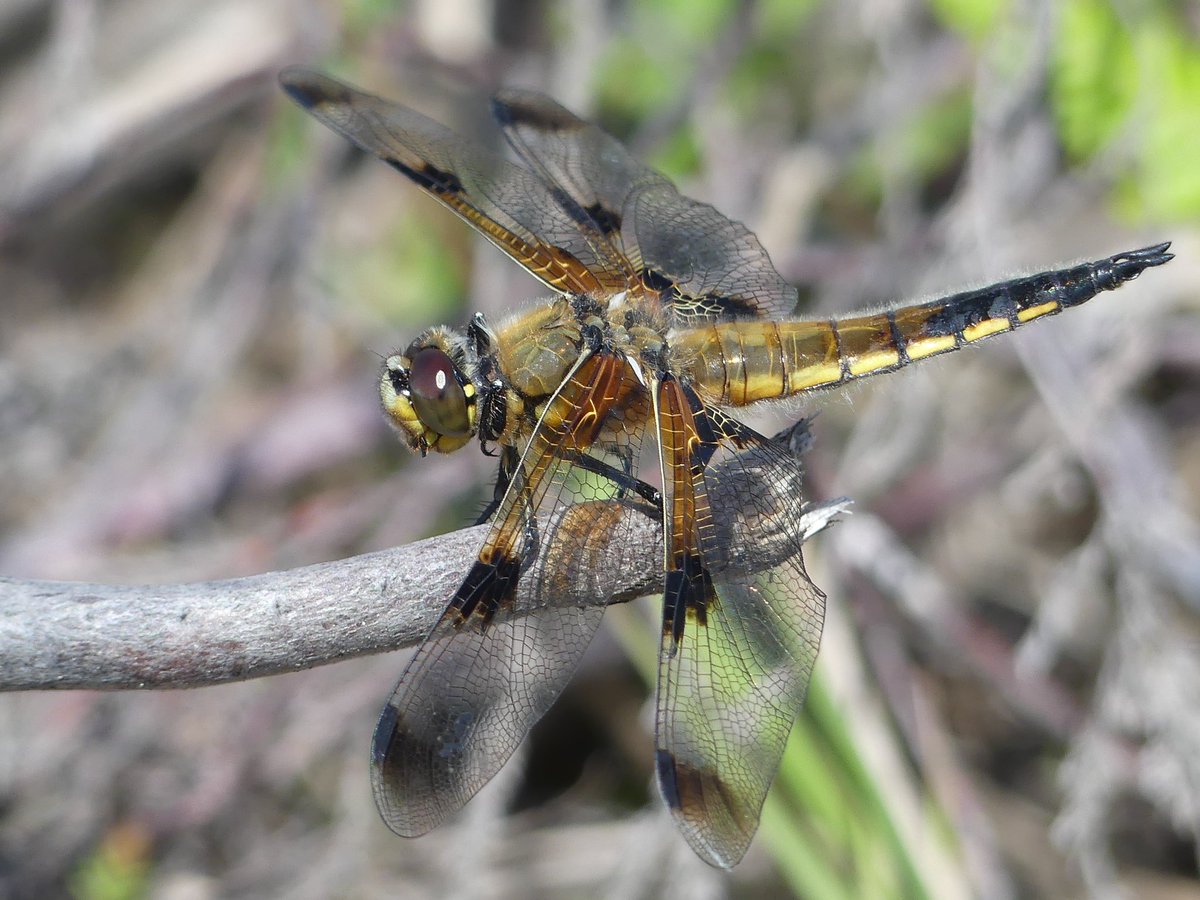 petepoach's tweet photo. Four-spotted Chaser appreciation post @BDSdragonflies https://t.co/AH6fODohbp
