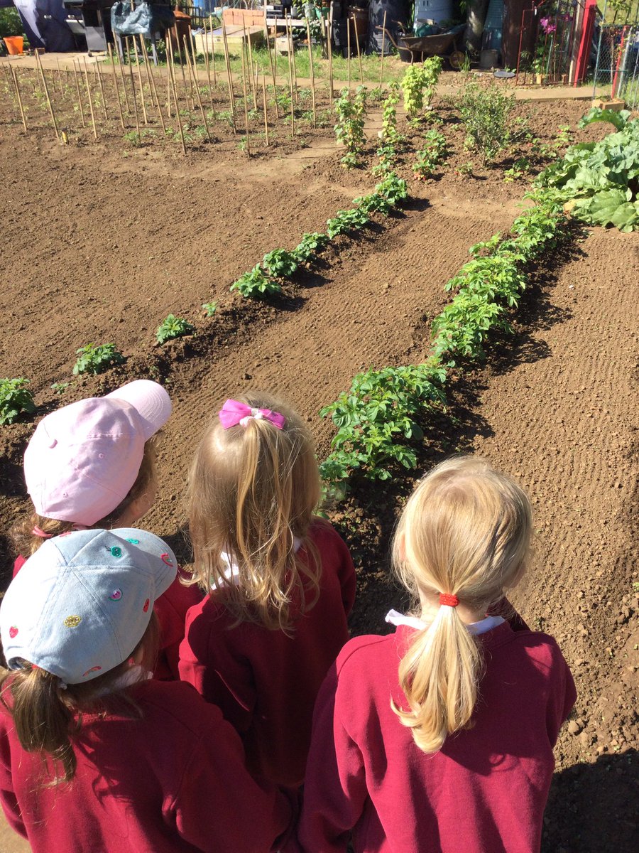 FinedonScFS's tweet photo. Toucans enjoyed a trip to the allotment on Friday morning. We checked on the potatoes that we planted in our last visit, they are growing nice. Then we picked onions that Dove Class planted before Christmas!🧅🥔 https://t.co/C2vaoqE8Ci