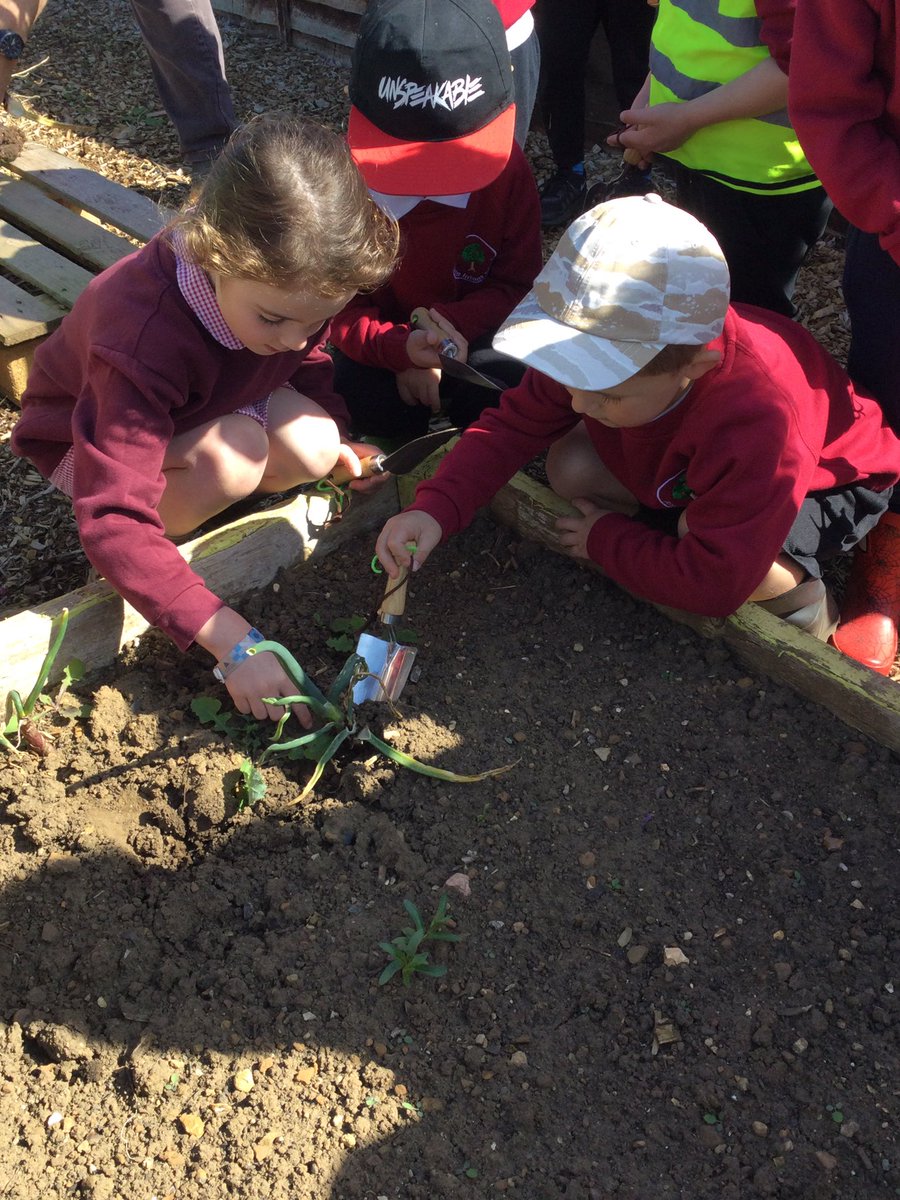 FinedonScFS's tweet photo. Toucans enjoyed a trip to the allotment on Friday morning. We checked on the potatoes that we planted in our last visit, they are growing nice. Then we picked onions that Dove Class planted before Christmas!🧅🥔 https://t.co/C2vaoqE8Ci