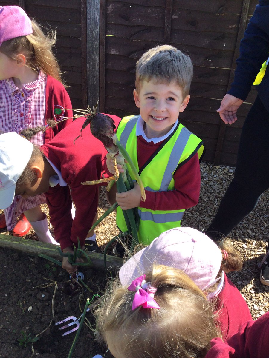 FinedonScFS's tweet photo. Toucans enjoyed a trip to the allotment on Friday morning. We checked on the potatoes that we planted in our last visit, they are growing nice. Then we picked onions that Dove Class planted before Christmas!🧅🥔 https://t.co/C2vaoqE8Ci