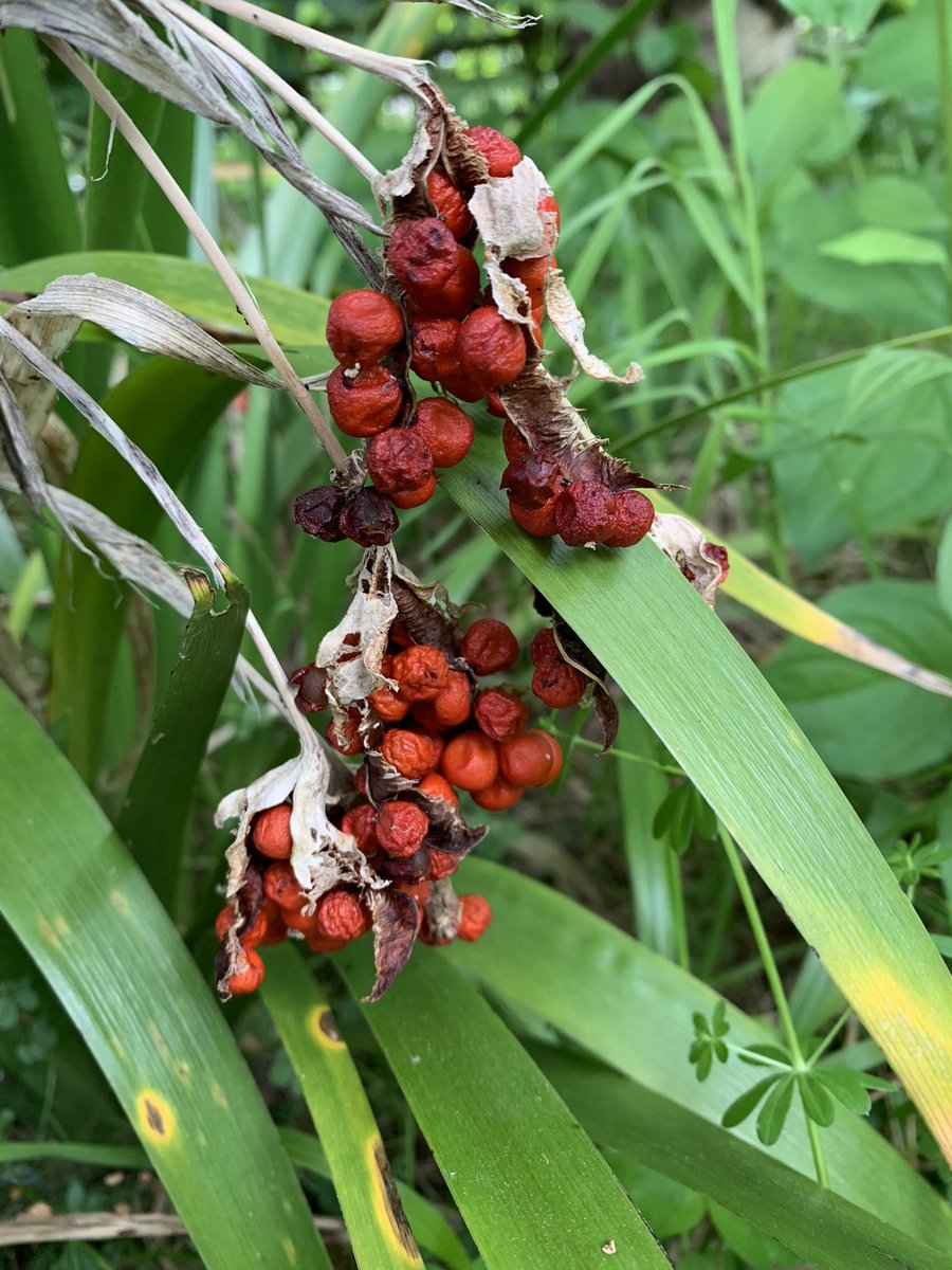 pinescorner's tweet photo. This week’s #wildflowerhour challenge was to find #stinkyplants - so our native Stinking Iris (Iris Foetidissima or gladdon) seems an ideal candidate. Does well in our wilder #wildlifegarden, though last year’s berries haven’t been taken yet 🤔 ~ J https://t.co/GOaBR8XDpW