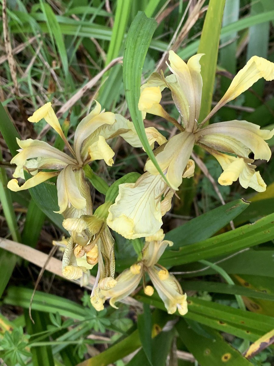 pinescorner's tweet photo. This week’s #wildflowerhour challenge was to find #stinkyplants - so our native Stinking Iris (Iris Foetidissima or gladdon) seems an ideal candidate. Does well in our wilder #wildlifegarden, though last year’s berries haven’t been taken yet 🤔 ~ J https://t.co/GOaBR8XDpW