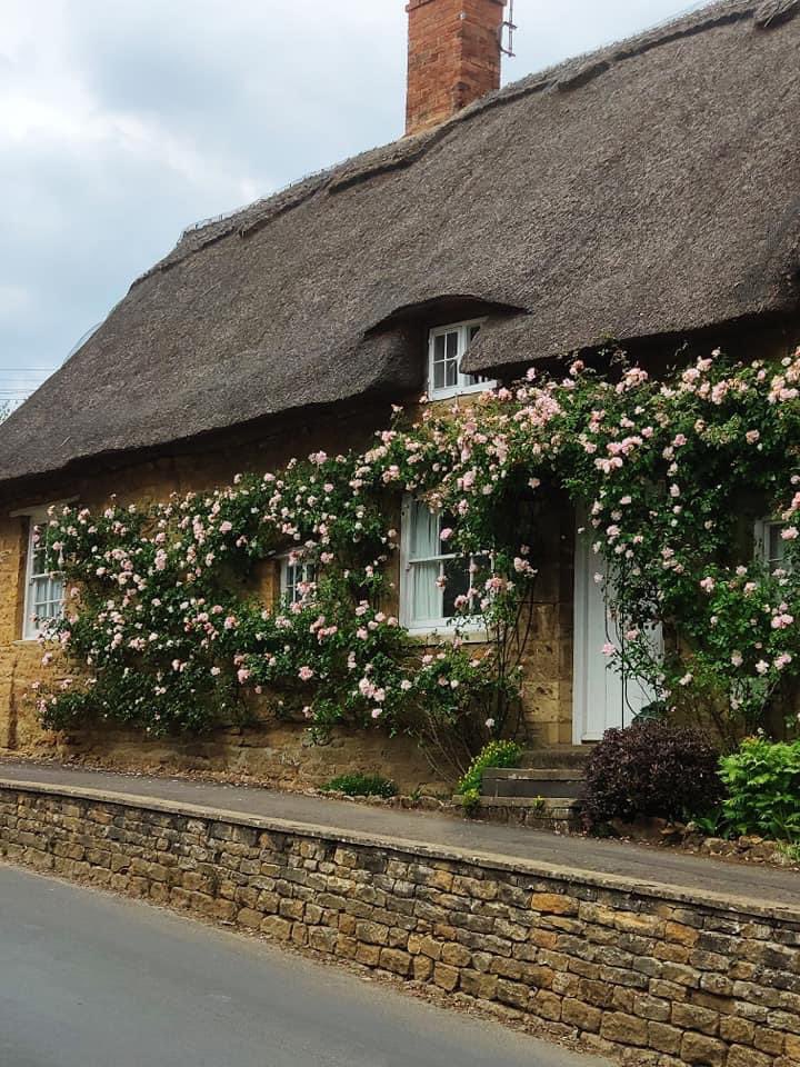 Megthelibraria1's tweet image. It’s been a good year for the roses #cottages #Gardens #Flowers