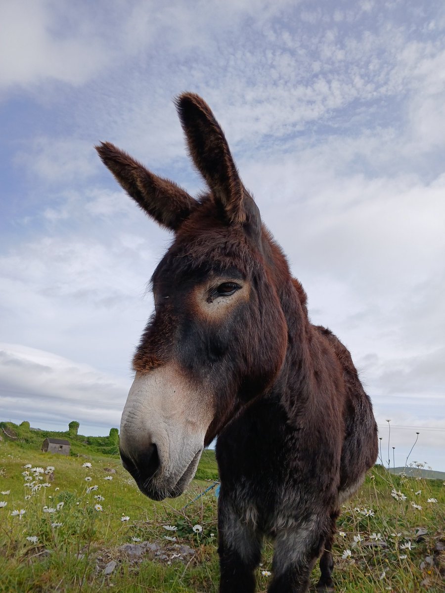 Bumped into a few aul buddies today

#heirisland ❤️ #inisuidrisceoil

#Roaringwaterbay
#WestCorkIsland #WildAtlanticWay #PureCork