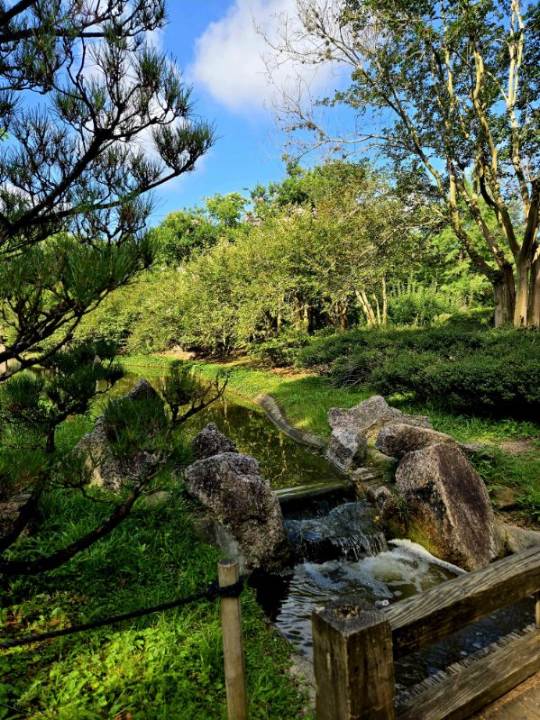 SpeakingSingles's tweet photo. People from the club went to the Japanese Garden today. It looked tranquil there. https://t.co/UzJRqrgmi5