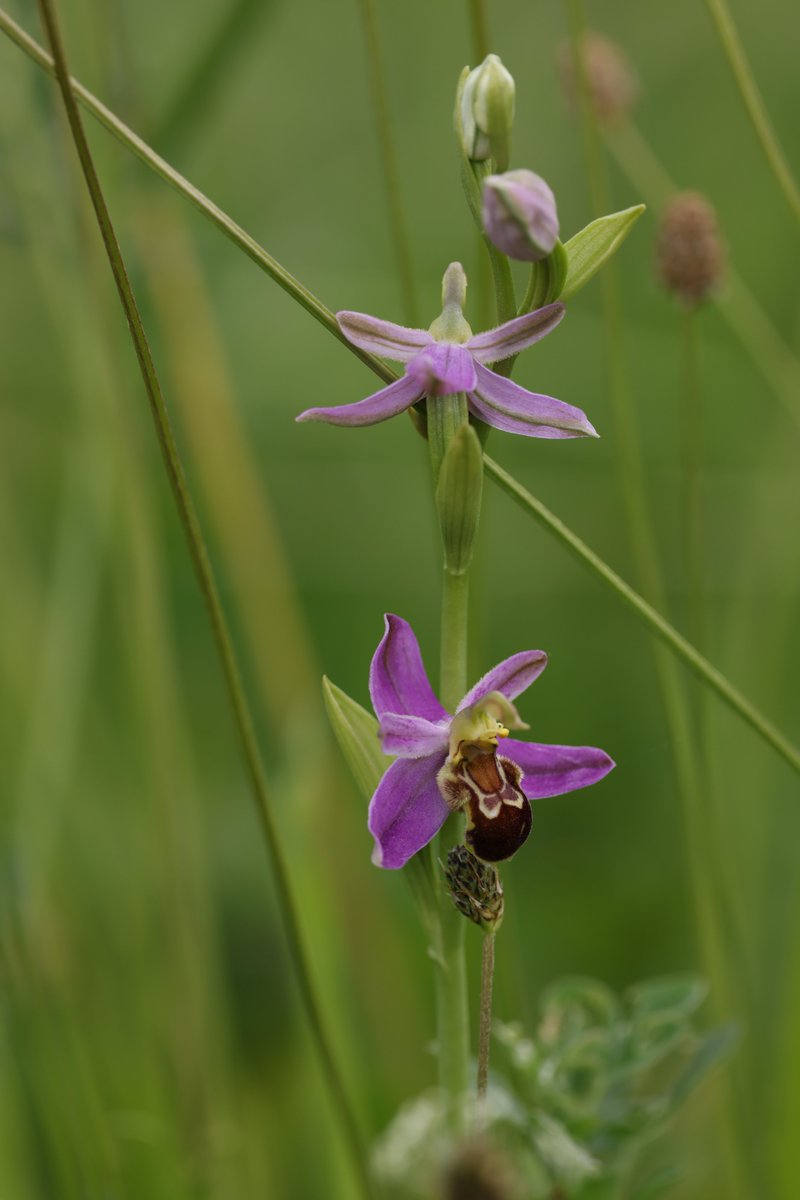 JeremyBCSWhite's tweet photo. Despite the dull, cool weather, plenty of opportunity to photograph plants and insects @RSPBNewport Wetlands today. Bee orchid; pyramidal orchid; Black-tailed skimmer dragonfly (F); Thick-legged flower beetle. And plenty more. https://t.co/Ykk8ikRZkn