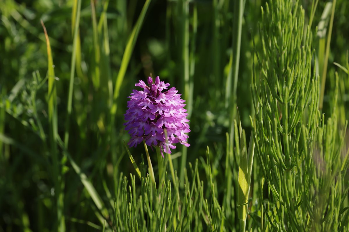 JeremyBCSWhite's tweet photo. Despite the dull, cool weather, plenty of opportunity to photograph plants and insects @RSPBNewport Wetlands today. Bee orchid; pyramidal orchid; Black-tailed skimmer dragonfly (F); Thick-legged flower beetle. And plenty more. https://t.co/Ykk8ikRZkn