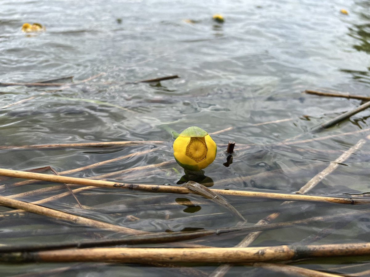 bugboysquire's tweet photo. Yellow Water-lily 
#wildflowerhour https://t.co/3MlHuAJ3F3