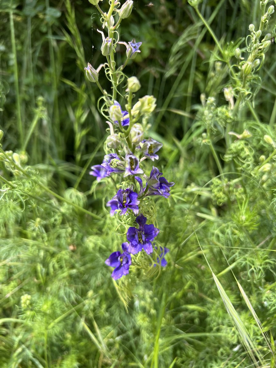 bugboysquire's tweet photo. Larkspur lighting up an arable field margin (Consolida ajacis)
#wildflowerhour https://t.co/NhoeKJpSk2