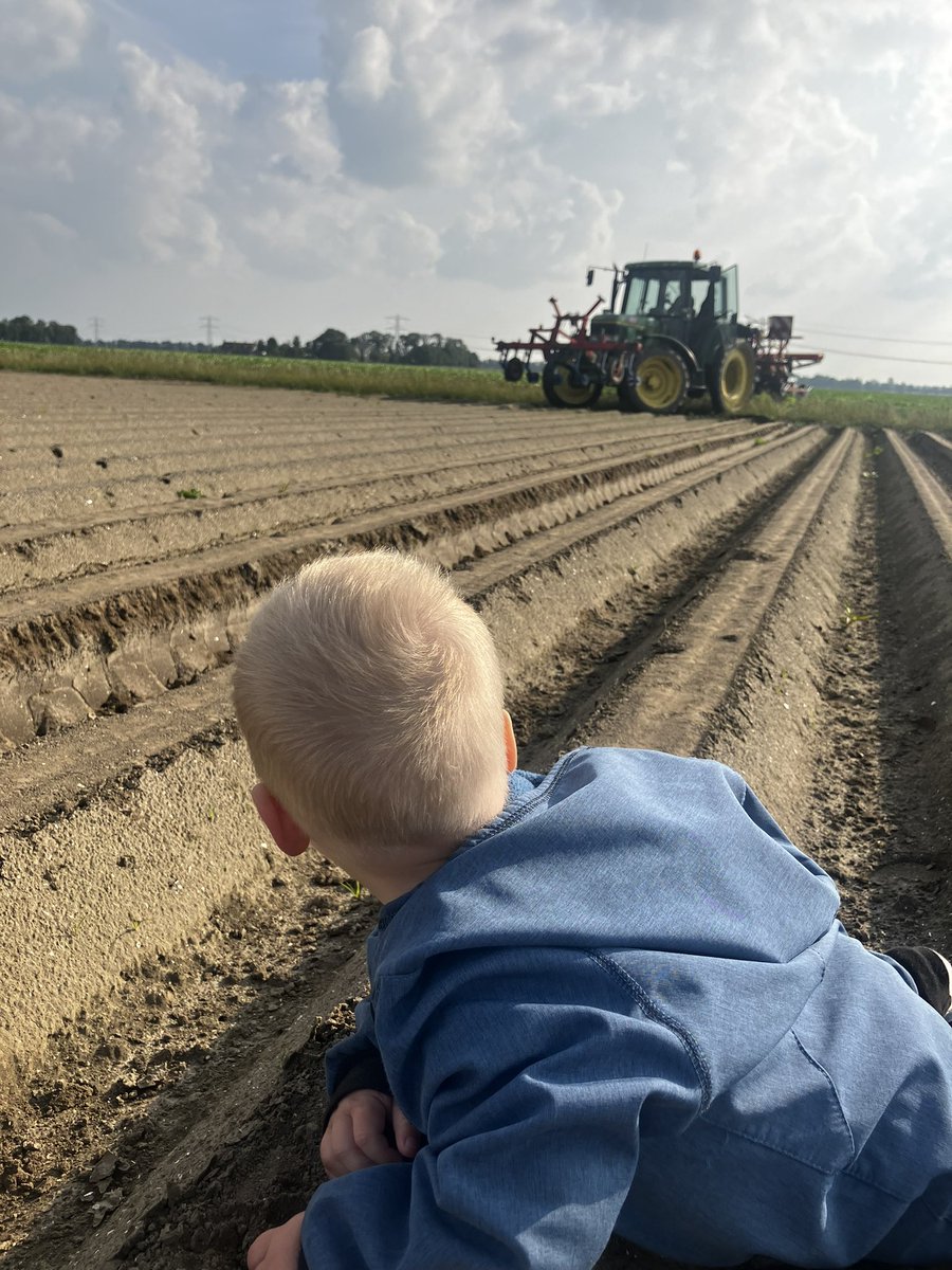 Donderdag en zaterdag witlof gezaaid. Ben benieuwd of het dit jaar zonder haspel kan. Tov vorig jaar 4 keer beregenen.