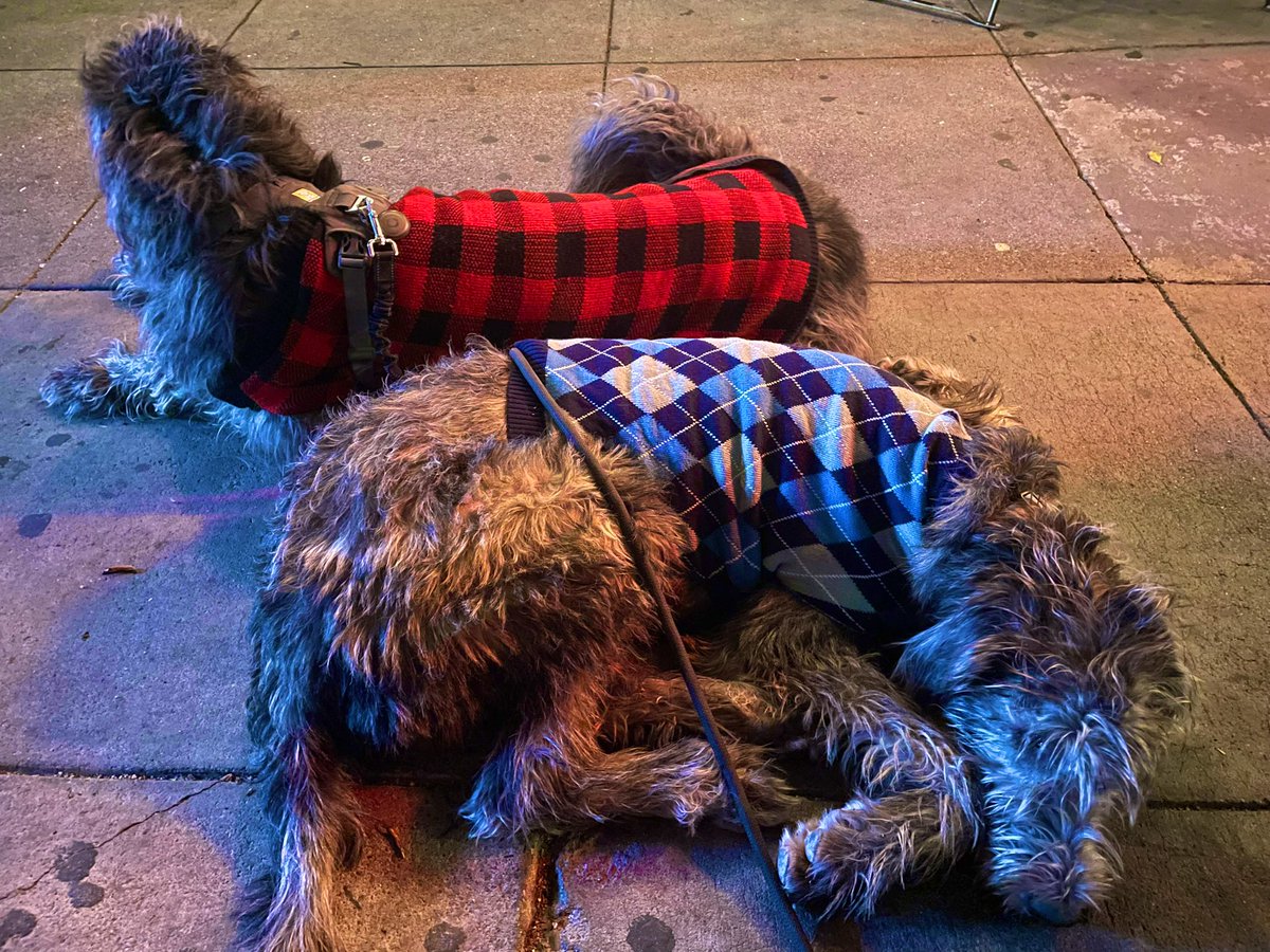 the little guy is copying my style. buddy, professor sweaters are my thing —merlin