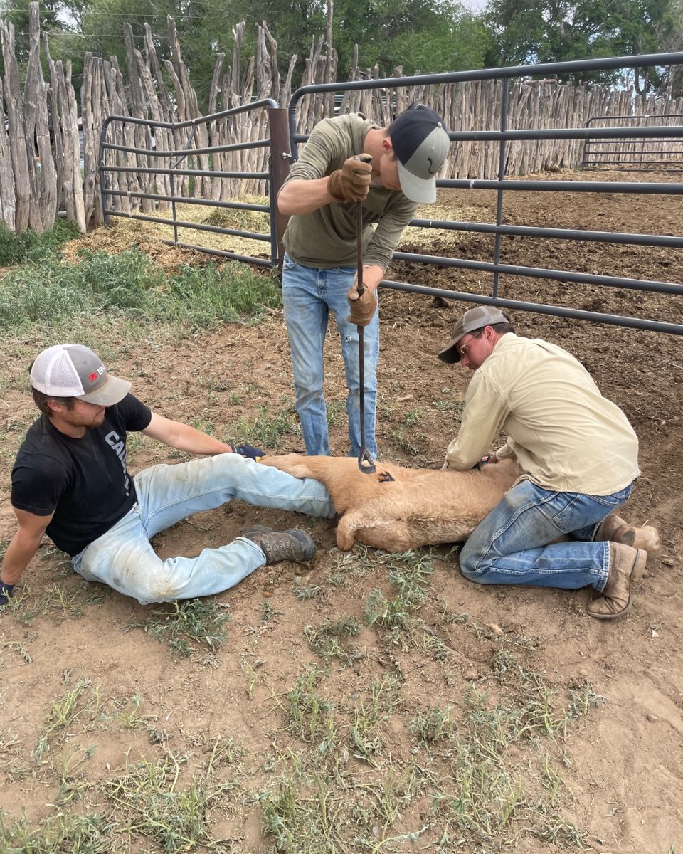 FredEichler's tweet photo. The three boys working together. Makes my heart happy.
#fulldrawoutfitters #everythingeichler #fredeichler #branding #ranch #ranchlife #ranching #cattle #workingfamily #workhard https://t.co/c7wC6DrlYZ