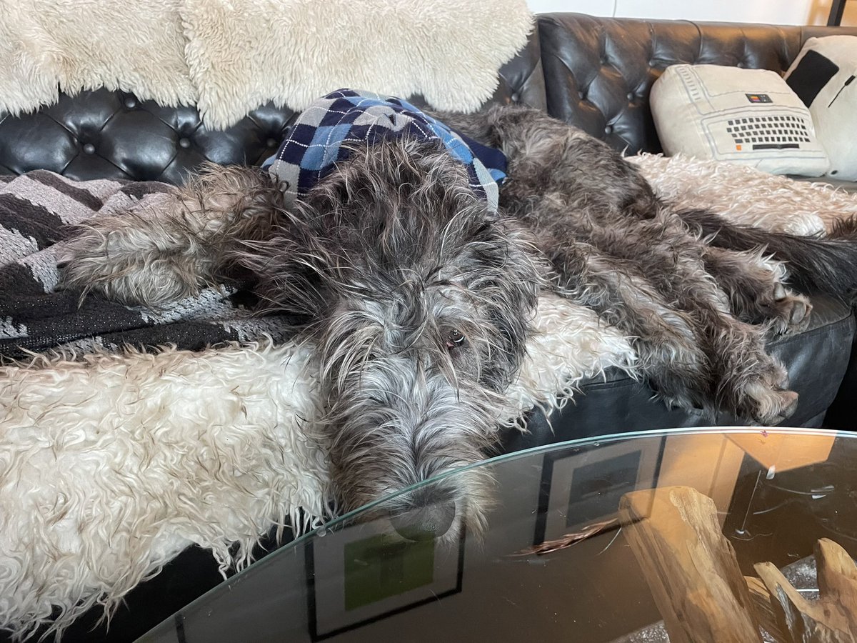 Fine I guess if being a handsome puppy in an argyle sweater gets me extra attention, I’ll wear it. —Crowley