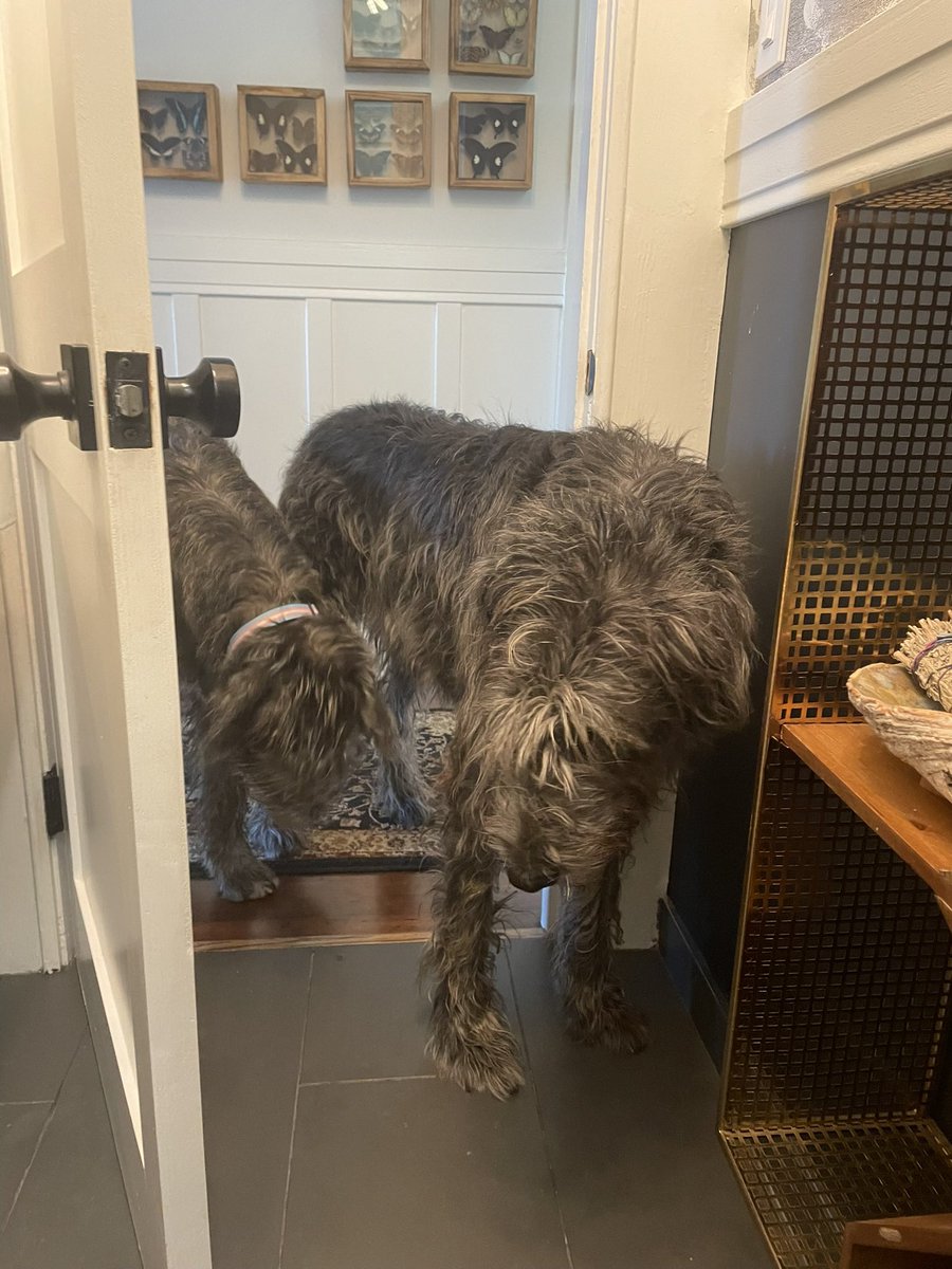 henlo hoom this is final warning, i bring backup hound to strongly inform you that it is dangerous to go to bathroom alone —merlin