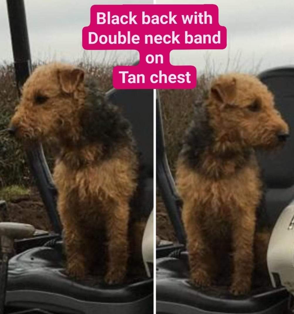 Missing Pets GB tweet media