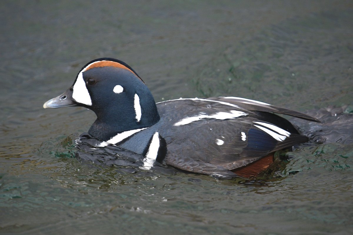 050_chris's tweet photo. On Iceland day two saw my first Harlequin Ducks, this is one I have dreamt about seeing since the late 1970’s when I first read about Iceland in John Gooders Where to Watch Birds in Europe, well worth waiting for! https://t.co/874eamQz02