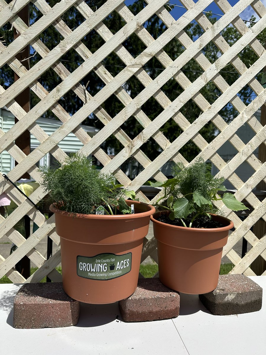 Liz_Mantel's tweet photo. Adding some lattice to my cucumber setup. Also, the dill is companioning to the max! I’m going to have to start using it or it’s going to take over! #ecfgrowingaces How’s everyone else doing? 59 days till the @ErieCountyFair! https://t.co/IibdhPNbXo