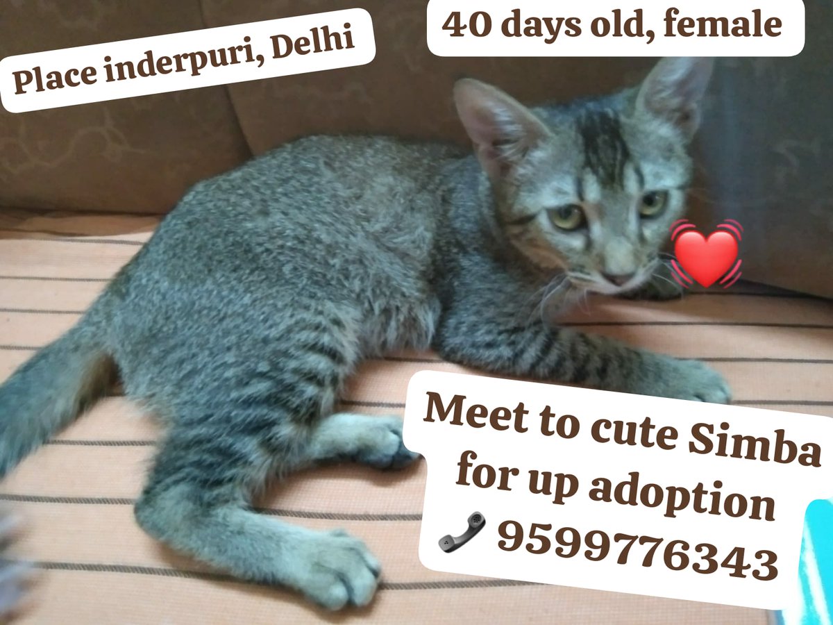 Rescued a newly born kitten on the road one month ago, After proper take care the kitten is fine.
Now finding loving family home for Simba, Who can take care of Simba like his own child, For more details 👇
📞 9599776343, 9717030316
Vaccine- not vaccinated
