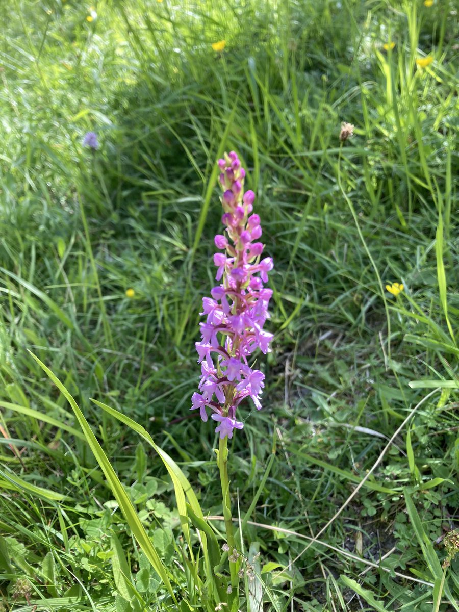 AnneL56's tweet photo. Common spotted and fragrant orchids on Box Hill Surrey #wildflowerhour https://t.co/TcAKFEnquA