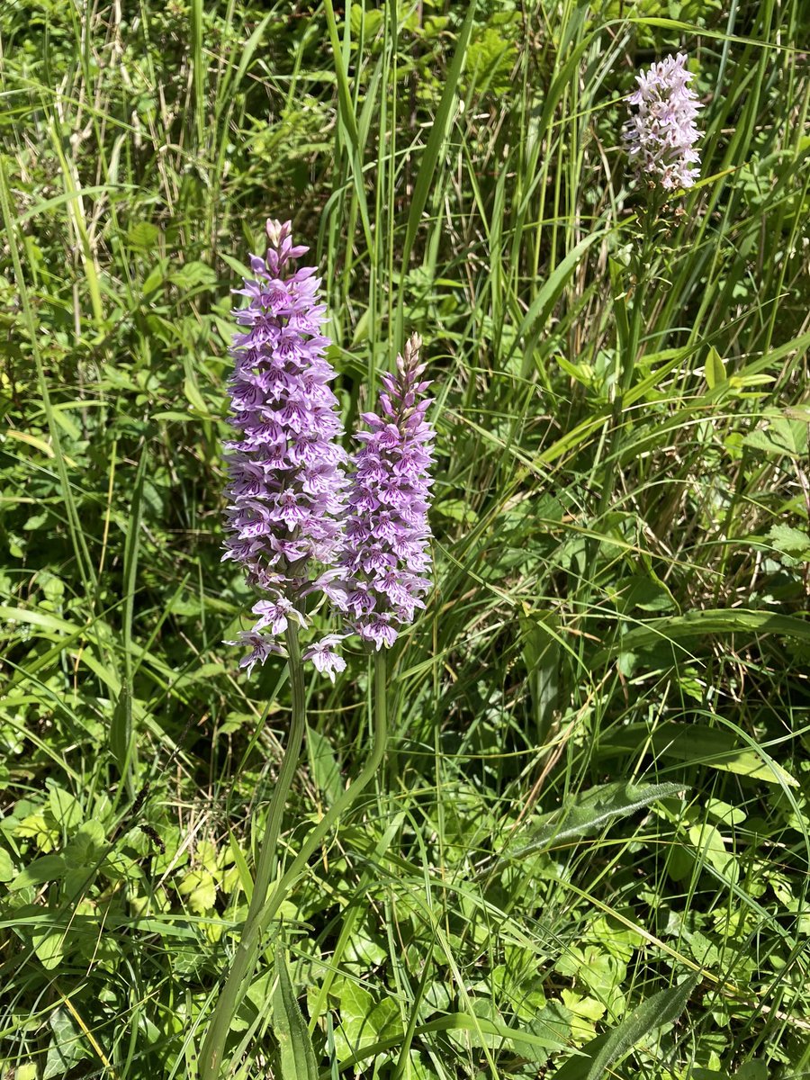 AnneL56's tweet photo. Common spotted and fragrant orchids on Box Hill Surrey #wildflowerhour https://t.co/TcAKFEnquA