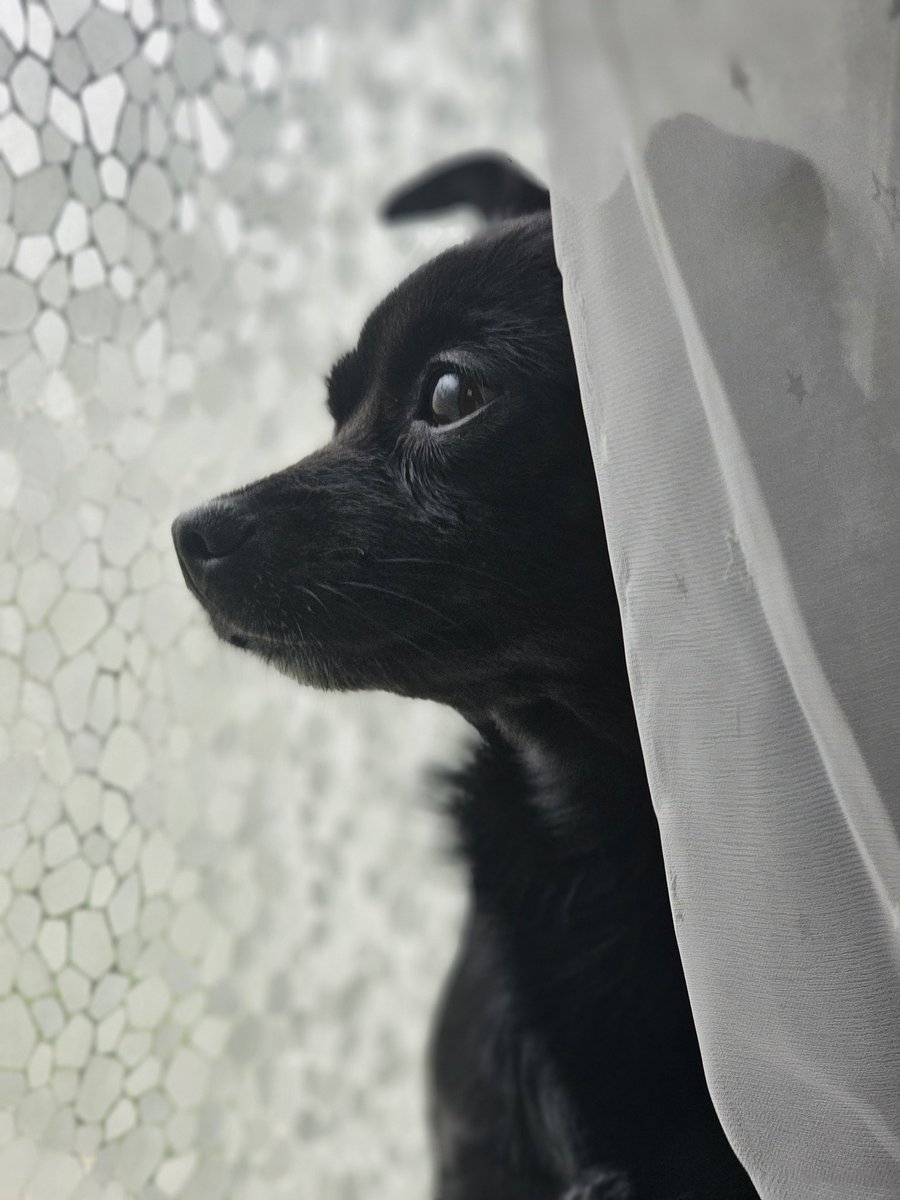 dogmomiris's tweet photo. #Dogmom #whatsthat #Doglove #HazelBaby https://t.co/GYCiMOr0zN