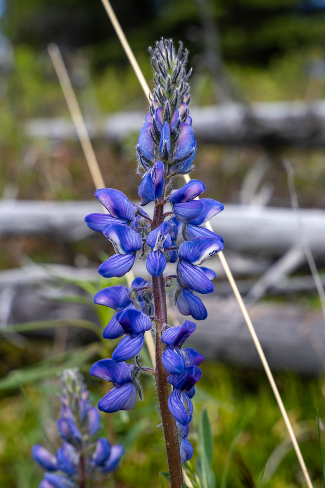 lwpetersenphoto's tweet image. Arctic lupines (Lupinus arcticus) on the Upper Chena Dome Trail near Fairbanks, Alaska, on Friday. Another toxic species, but very pretty!

In my Alaska Wildflower Guide: lwpetersen.com/alaska-wildflo…

#BloomScrolling #Alaska #spring2024 #wildflowers